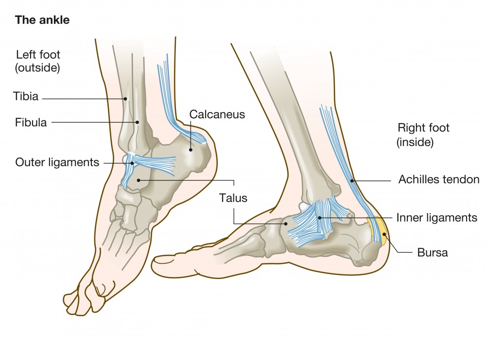 Ankle and Tendon Anatomy