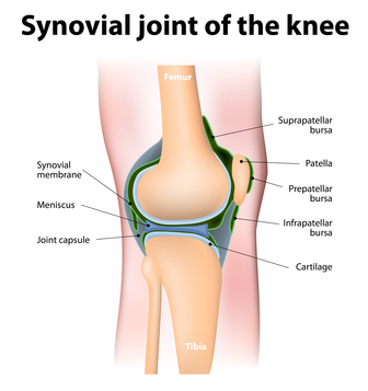 patella