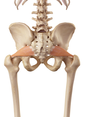 Piriformis and Sciatica