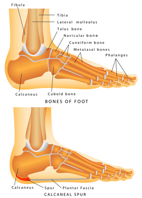 plantar fascia and foot anatomy