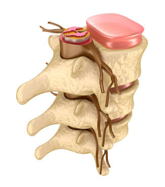 Lumbar Vertebrae